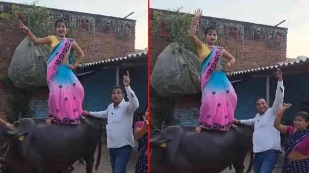 Watch Video: పిచ్చి పరాకాష్టకు చేరడమంటే ఇదే.. గేదెపై నిలబడి ఈమె చేస్తున్న పని చూడండి.. 