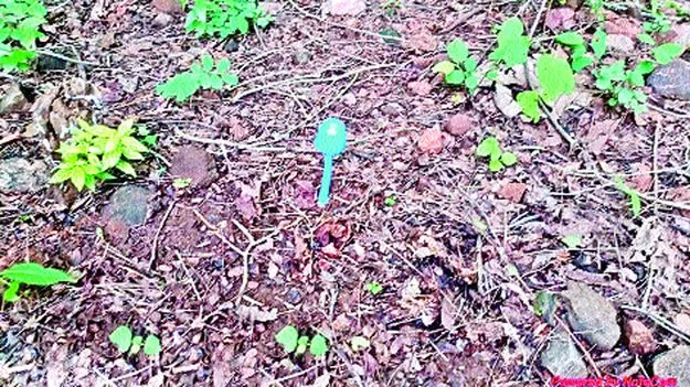 Khammam News: కనకగిరి అడవుల్లో నీలిరంగు పుట్టగొడుగు