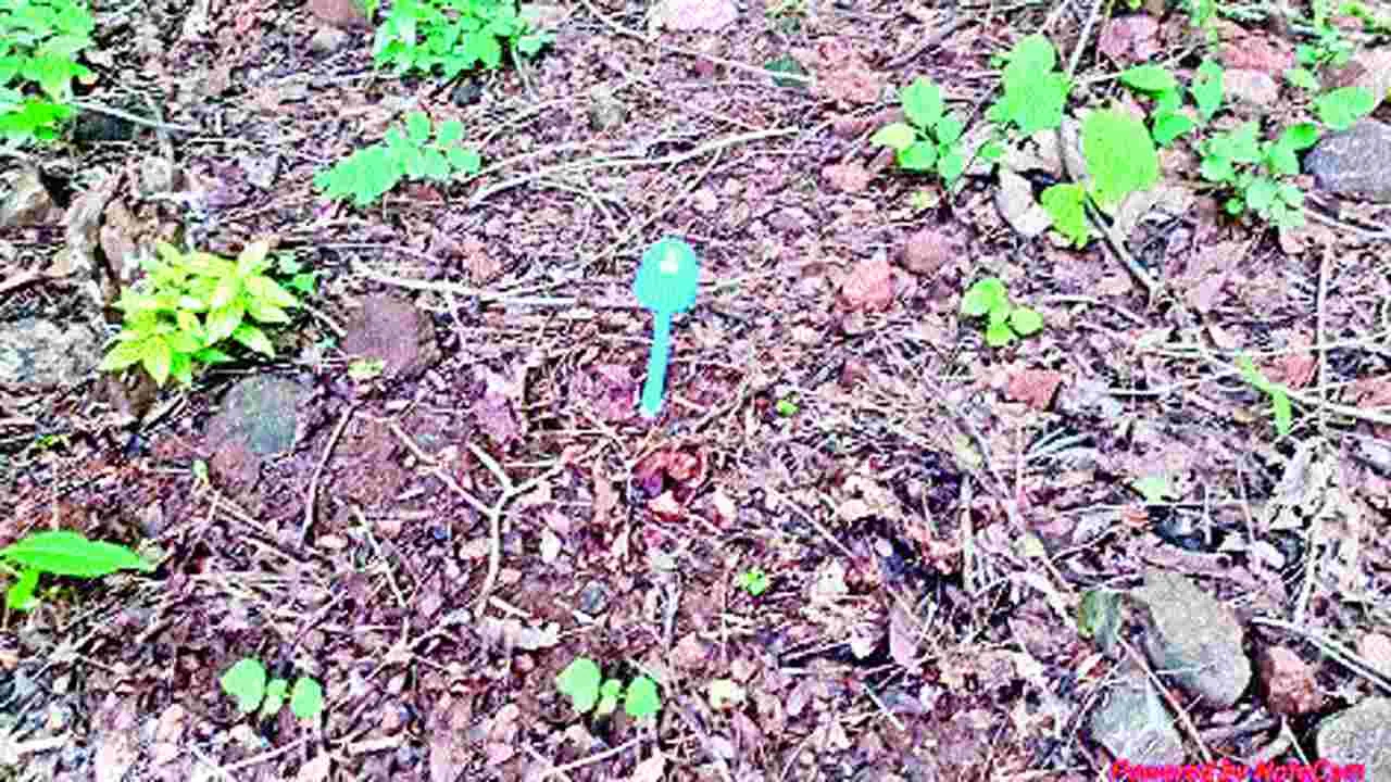 Khammam News: కనకగిరి అడవుల్లో నీలిరంగు పుట్టగొడుగు