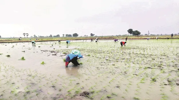 kumaram bheem asifabad- ముమ్మరంగా వరి నాట్లు