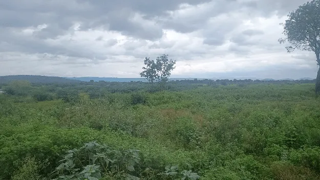 అడవులను తలపిస్తున్న పొలాలు