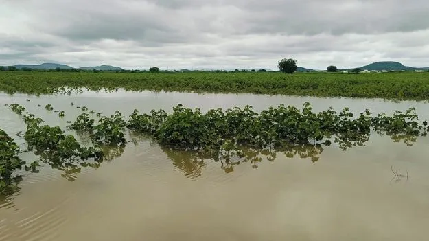 పంటలు వర్షార్పణం...