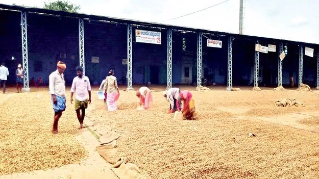 నేటి నుంచి వేరుశనగ గ్రేడింగ్‌ నిలిపివేత