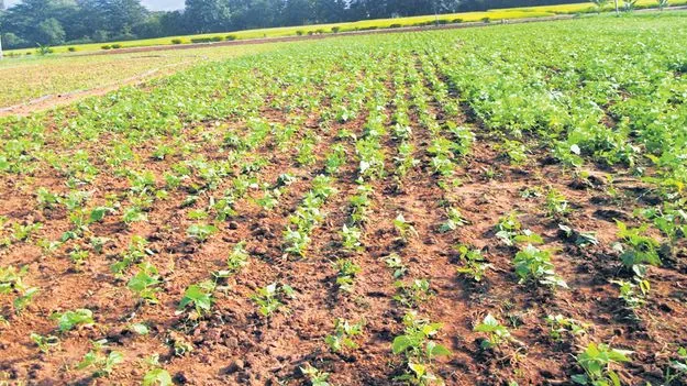 రాజ్‌మా సాగుకు ఇదే అదును