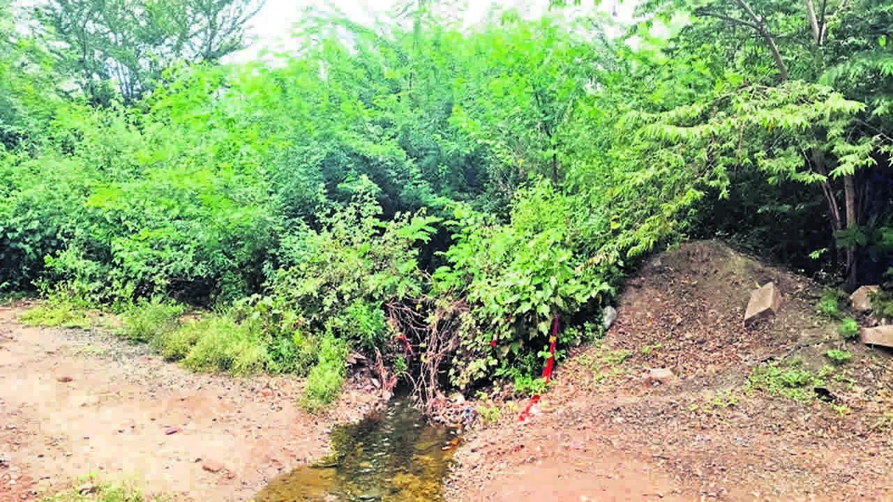 CANAL:  ఇరిగేషన కాలువలో పెరిగిన ముళ్లకంపలు