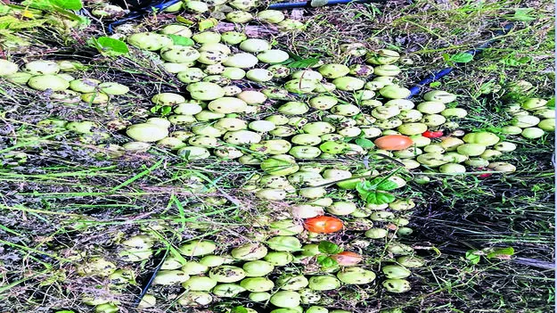 TAMOTO: టమోటాకు తెగుళ్ల బెడద