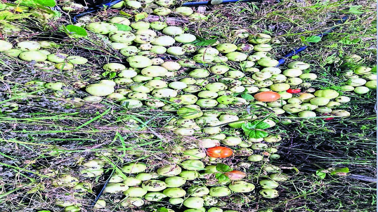 TAMOTO: టమోటాకు తెగుళ్ల బెడద