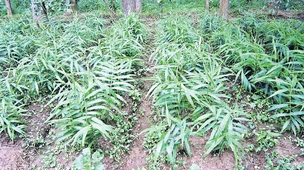 అల్లం పంటకు పునరుజ్జీవం