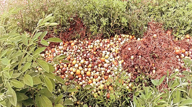 టమోటాకు తెగులు..రైతుకు దిగులు