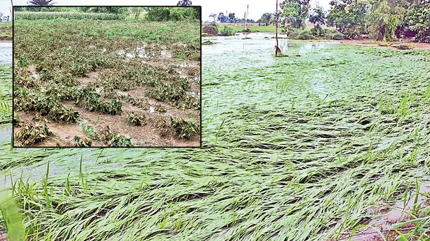 Crop Loss: 2 లక్షల ఎకరాల్లో పంట నష్టం