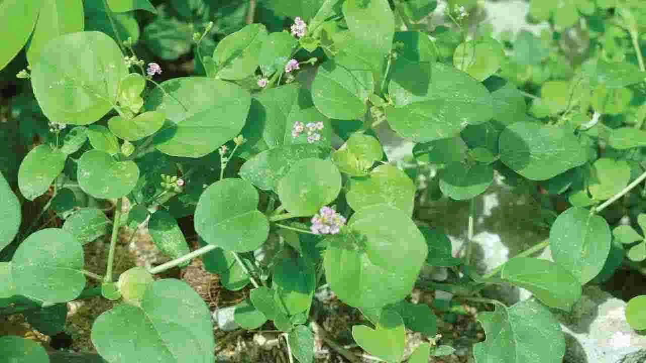 Herbal Medicine: ఆరోగ్యానిచ్చే అటిక మామిడి