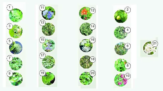 Ekavimsathi Patra: ఏకవింశతి పత్రాలు ఆరోగ్య సూత్రాలు