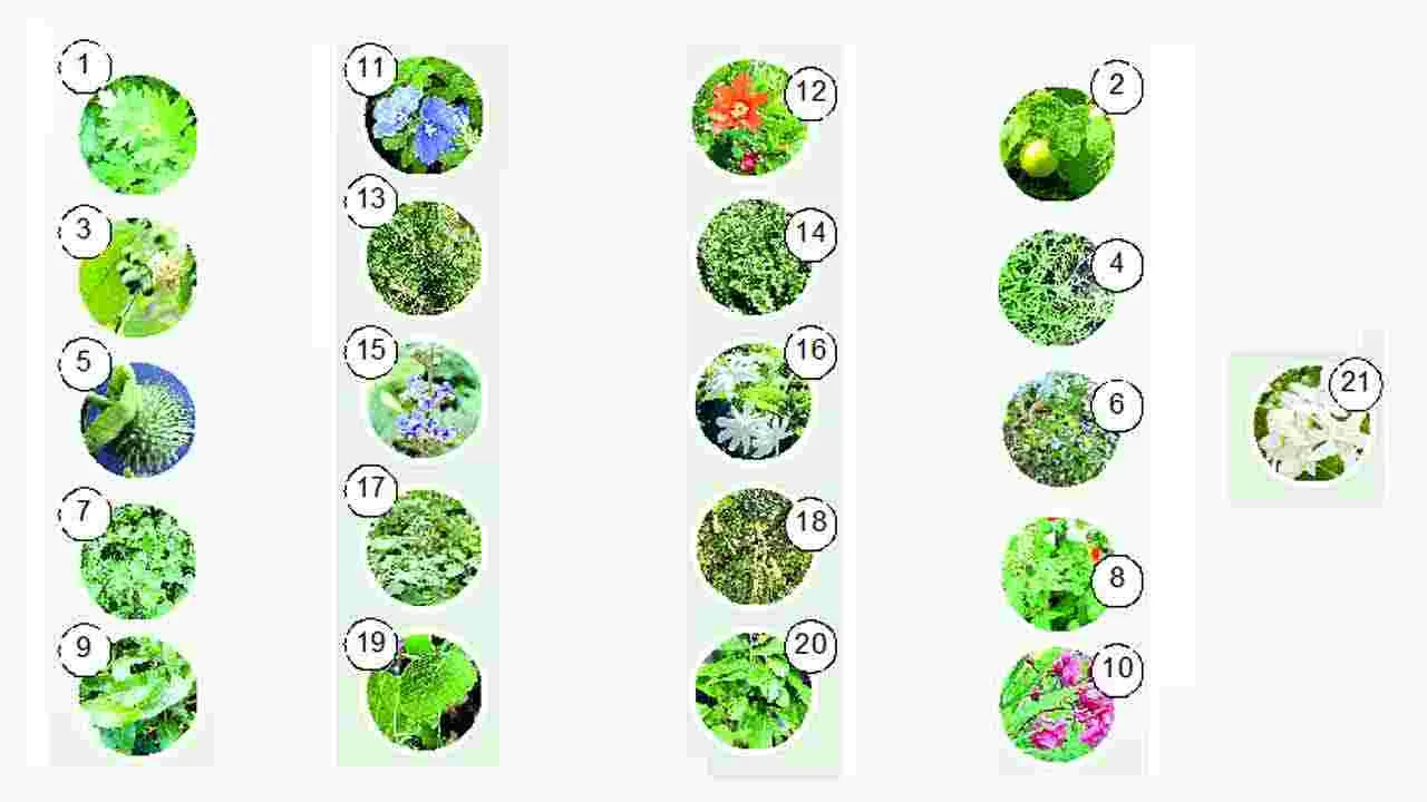 Ekavimsathi Patra: ఏకవింశతి పత్రాలు ఆరోగ్య సూత్రాలు