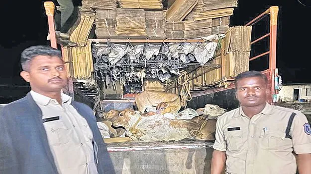 Police Rescue: పైన అట్టపెట్టెలు.. కింద గోవులు