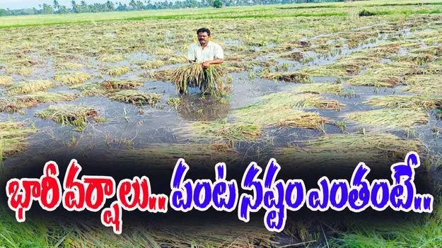 Report On Crop Damage: భారీ వర్షాలు.. తెలంగాణ వ్యాప్తంగా నష్టపోయిన పంట వివరాలు ఇవే..