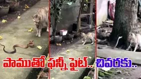 Cat VS Snake: ఓరి దీని వేషాలో.. పామును ఈ పిల్లి ఎలా కెలుకుతుందో చూస్తే.. నవ్వు ఆపుకోలేరు.. 