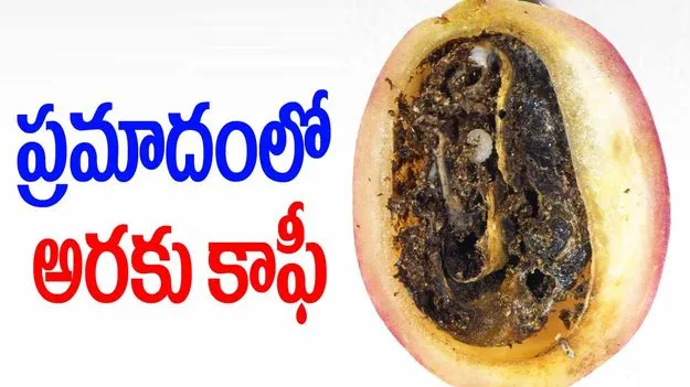 Coffee Berry Borer: ప్రమాదంలో అరకు కాఫీ