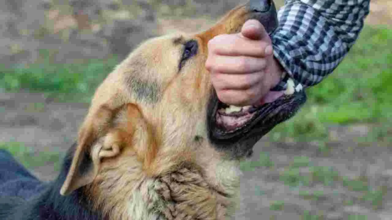 Dog Bite Infection:  కుక్క కరిస్తే ఎన్ని గంటల్లోపు ఇంజెక్షన్ ఇవ్వాలో తెలుసా?