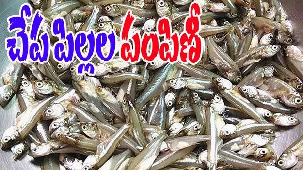Fish Seed Distribution: జిల్లాల వారీగా చేప పిల్లల పంపిణీకి టెండర్లు