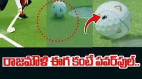 Fly helped a golfer: ఇది రాజమౌళి ఈగ కంటే పవర్‌ఫుల్.. ఓ గోల్ఫర్‌కు రూ.8 కోట్లు సంపాదించిపెట్టింది.. 