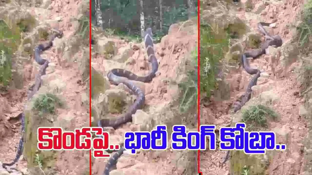 King Cobra Viral Video: ఒళ్లు గగుర్పొడిచే వీడియో.. భారీ కింగ్ కోబ్రాను చూసి జనం పరుగులు..
