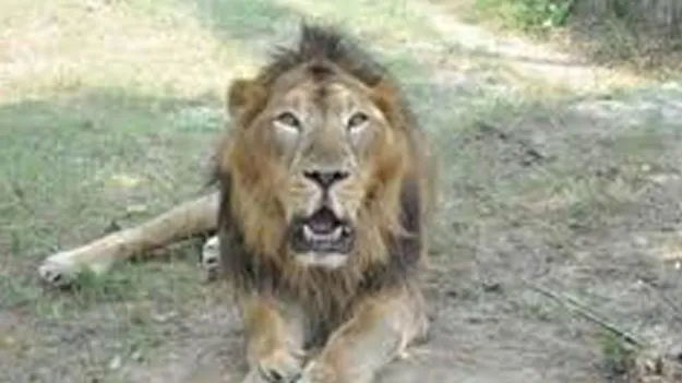 Lion Dies at SV Zoo Park: ఎస్వీ జూపార్కులో సింహం మృతి
