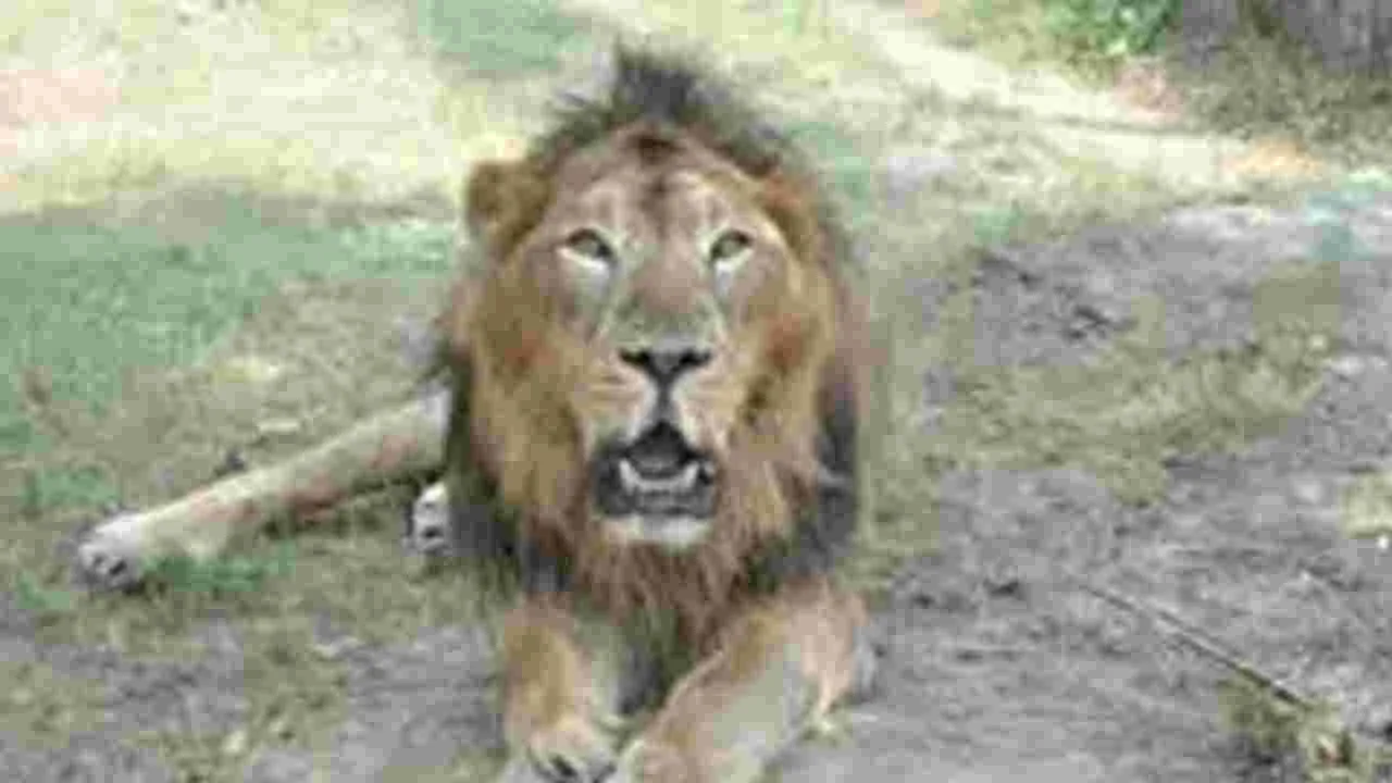 Lion Dies at SV Zoo Park: ఎస్వీ జూపార్కులో సింహం మృతి