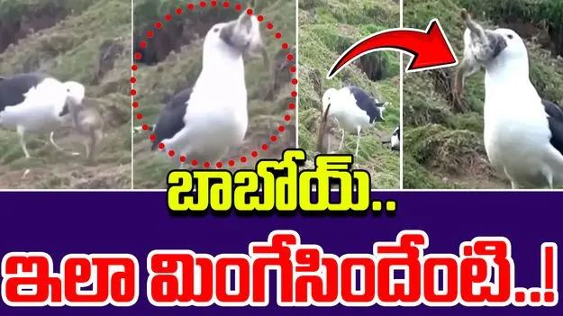 Seagull eats rabbit: ఈ పక్షి చూడండి.. కుందేలును అమాంతం ఎలా మింగేసిందో.. షాకింగ్ వీడియో వైరల్..