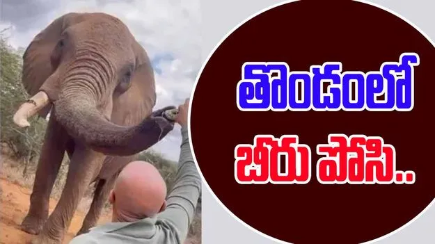 Beer Into Elephants Trunk:  ఏనుగు తొండంలో బీరు పోసిన వ్యక్తి.. తర్వాత ఏం జరిగిందంటే.. 