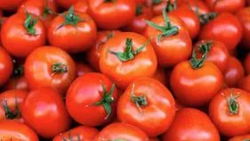 Tomato Storage Tips: ఫ్రిజ్ లేకపోయినా టమోటాలు ఎక్కువ రోజులు నిల్వ ఉంచే మేజిక్ ట్రిక్ ఇదే!