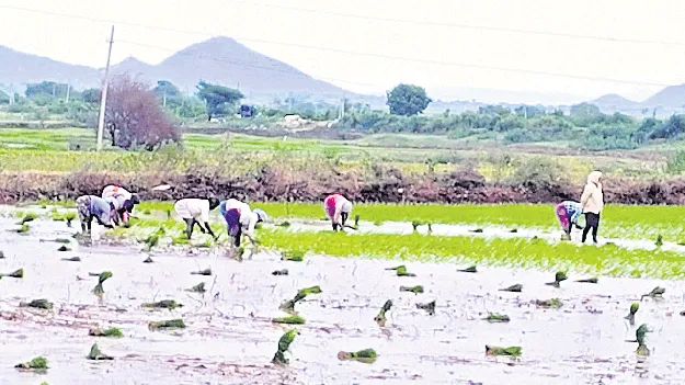 వరినాట్లు ముమ్మరం