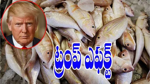 Shrimp Farming Crisis: చేపల సాగుపైనా ట్రంప్‌ ఎఫెక్ట్‌