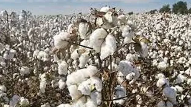 Cotton Import: డిసెంబరు 31 వరకు పత్తిపై దిగుమతి సుంకం మినహాయింపు 