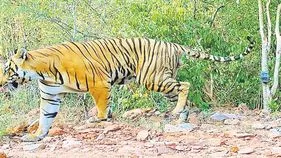 Wildlife Department: చిట్వేలి అడవిలో పెద్దపులి