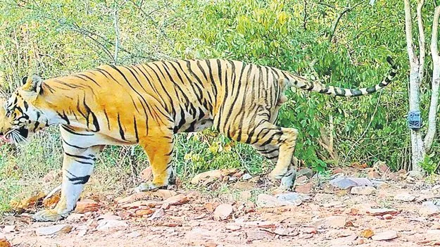Wildlife Department: చిట్వేలి అడవిలో పెద్దపులి