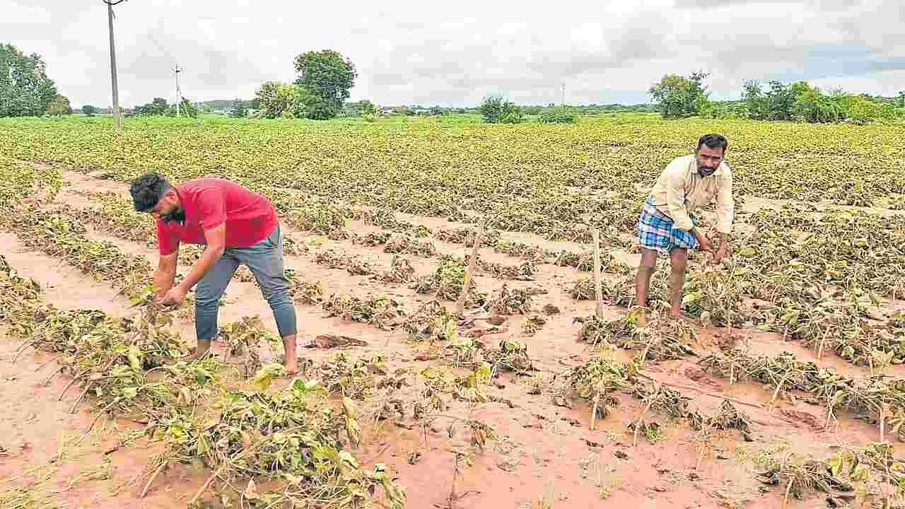 Agricultural Damage: వేల ఎకరాల్లో పంట నష్టం