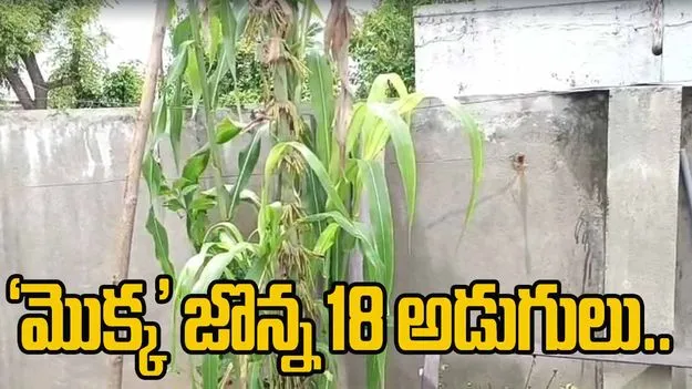 Corn Plant:18 అడుగులు పెరిగిన మొక్క జొన్న మొక్క