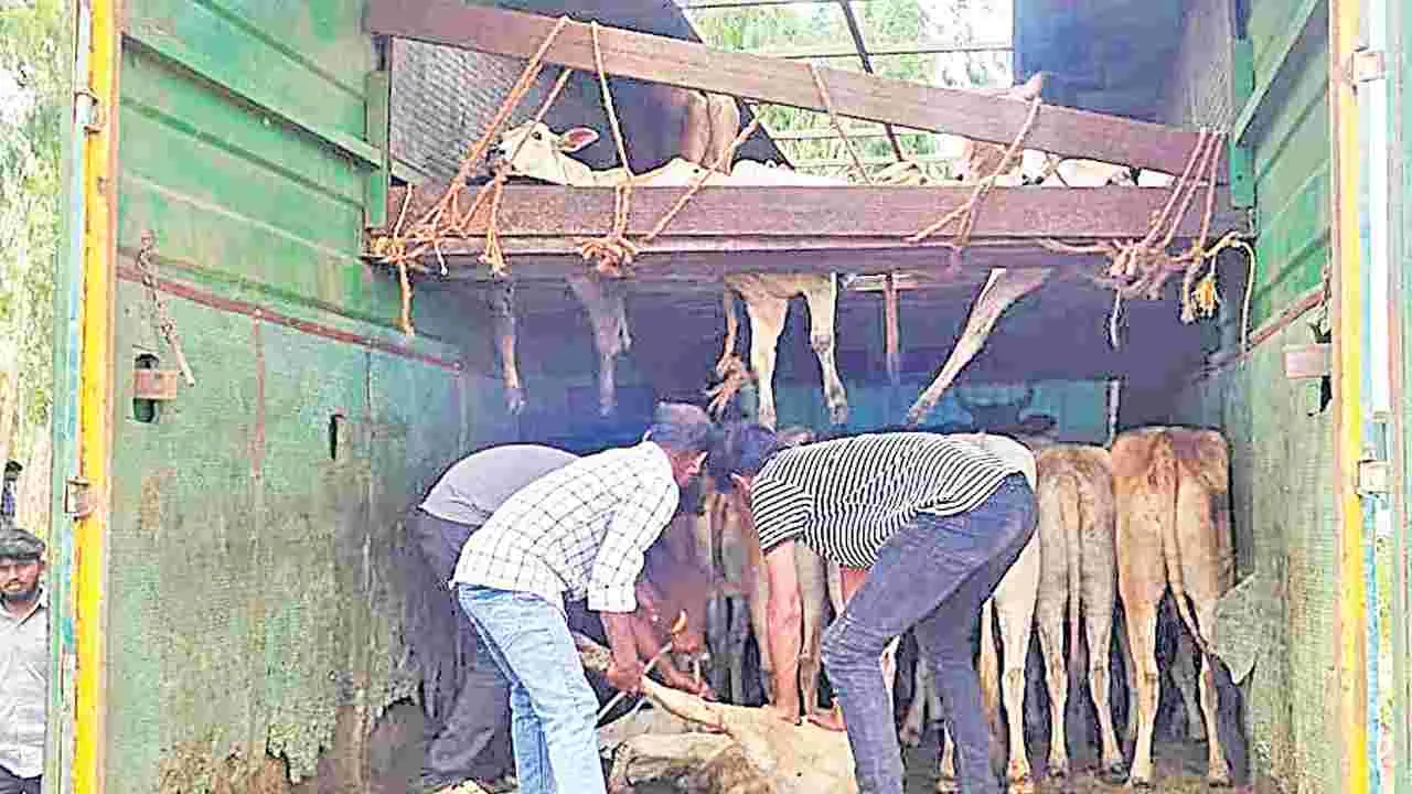 Animals Rescue: అక్రమంగా తరలిస్తున్న 89 మూగజీవాలకు విముక్తి 