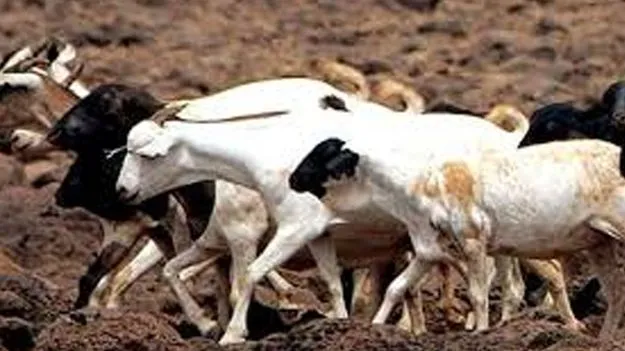 Goat Theft Gangs: కార్లలో వచ్చి... మేకలు, గొర్రెల చోరీ 
