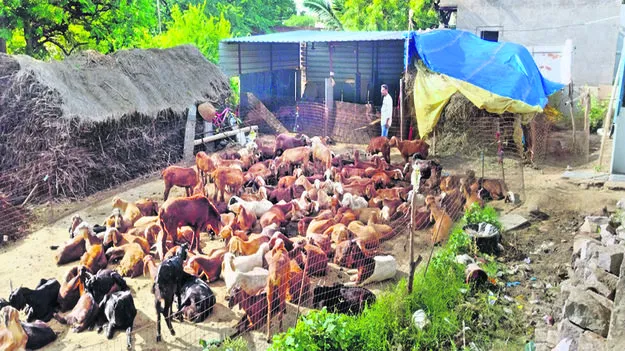 గొర్రెల షెడ్లను తొలగించండి 