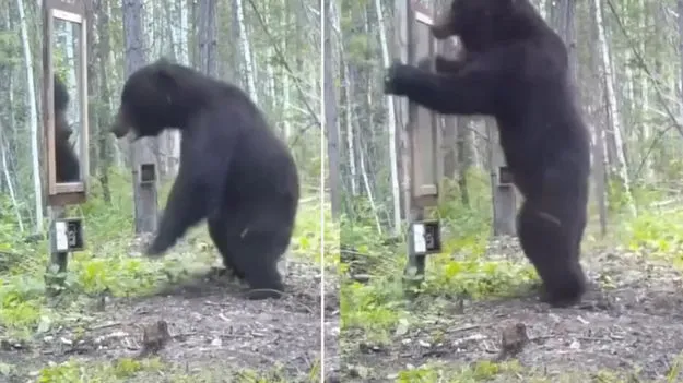 Bear sees mirror: అడవిలో అద్దాన్ని చూసిన ఎలుగుబంటి.. దాని రియాక్షన్ చూస్తే షాకవ్వాల్సిందే.. 