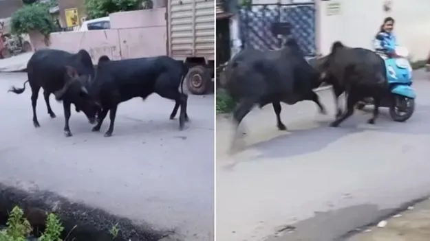 shocking bull video: బ్యాడ్‌లక్ అంటే ఇదే.. రెండు ఎద్దుల మధ్య పోరాటంలో ఓ యువతి పరిస్థితి చూడండి..