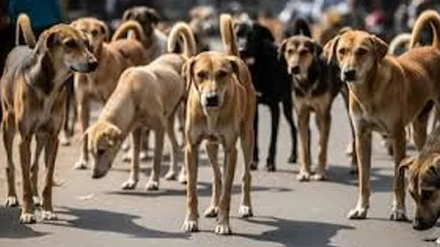 Street Dog Verdict Sparks: వీధికుక్కల వివాదం