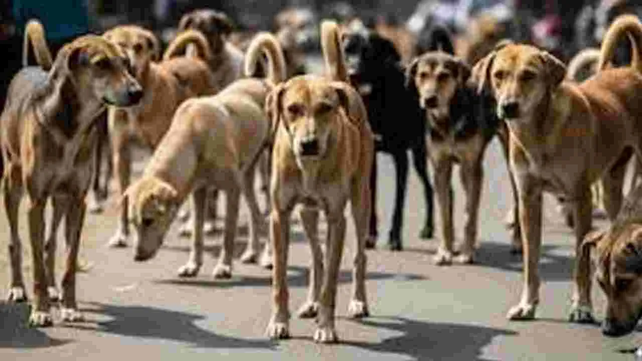 Street Dog Verdict Sparks: వీధికుక్కల వివాదం