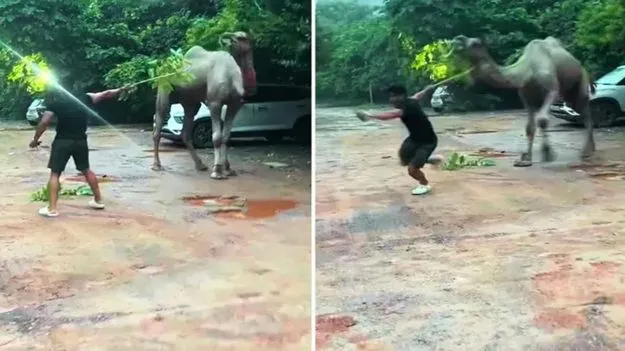 Camel Attack: వామ్మో.. ఒంటెకు ఇంత కోపం వస్తుందా.. డిస్ట్రబ్ చేసిన కుర్రాళ్లను ఏం చేసిందో చూడండి..