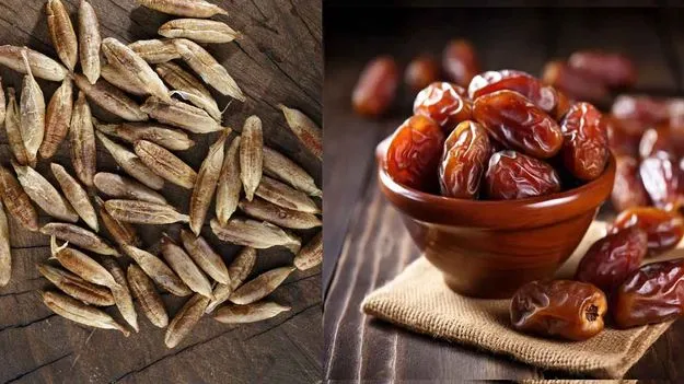 Date Seeds Benefits: ఖర్జూరం మాత్రమే కాదు.. దాని విత్తనాలు కూడా ఆరోగ్యానికి ఒక వరం..!