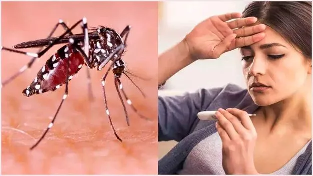 Dengue Prevention Tips: డెంగ్యూ విజృంభిస్తోంది.. ఈ సీజన్లో తీసుకోవాల్సిన జాగ్రత్తలివే!