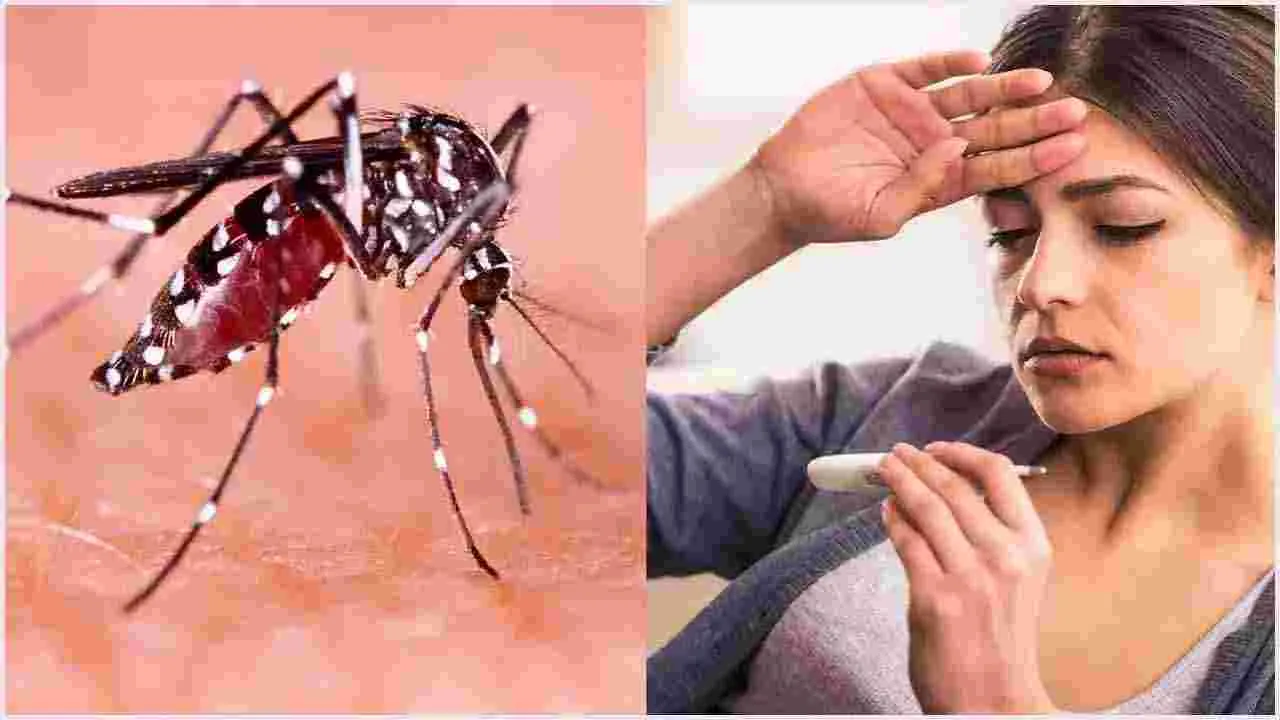 Dengue Prevention Tips: డెంగ్యూ విజృంభిస్తోంది.. ఈ సీజన్లో తీసుకోవాల్సిన జాగ్రత్తలివే!