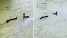 Parenting lessons: పిల్లలకు బాతు జీవిత పాఠం.. సరస్సులో పిల్లలతో తల్లి బాతు ఎలా ఆడుతోందో చూడండి..