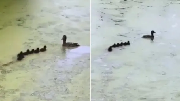 Parenting lessons: పిల్లలకు బాతు జీవిత పాఠం.. సరస్సులో పిల్లలతో తల్లి బాతు ఎలా ఆడుతోందో చూడండి..